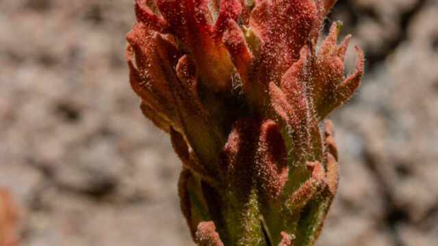 Castilleja arachnoidea Cobwebby paintbrush, Castilleja arachnoidea
