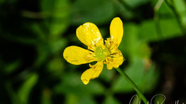 Ranunculus alismifolius var. alismifolius Water plantain buttercup, Ranunculus alismifolius var. alismifolius