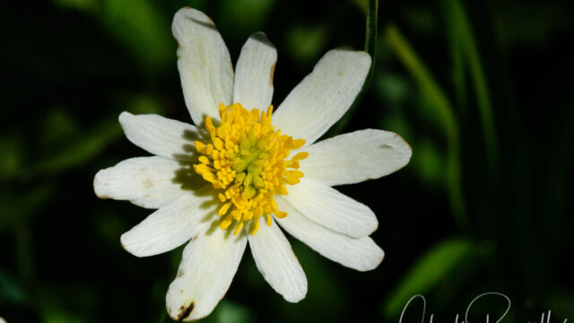 Caltha leptosepala White marsh marigold, Caltha leptosepala
