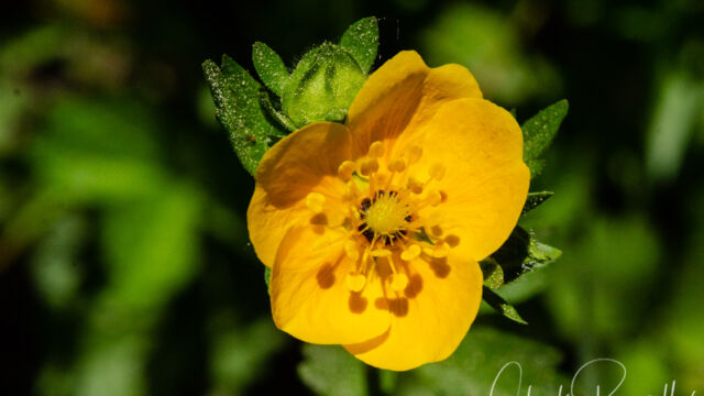 Potentilla flabellifolia Fan leaved cinquefoil, Potentilla flabellifolia