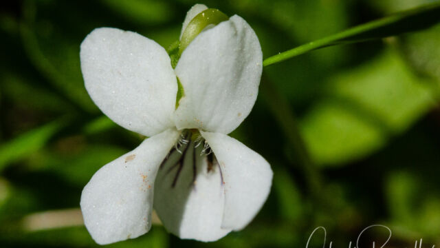 Viola macloskeyi Macloskey's violet,Viola macloskeyi