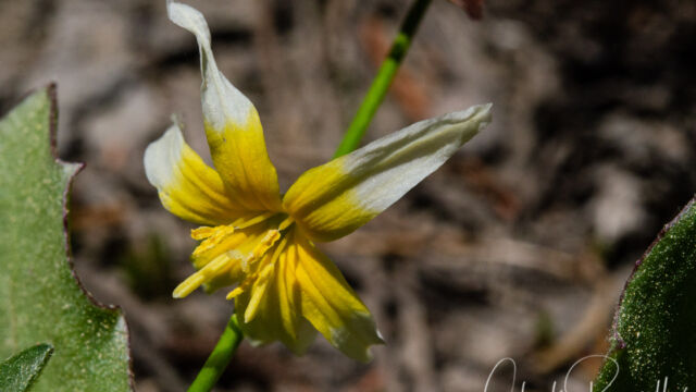Erythronium purpurascens Plain leaf fawn lily, Erythronium purpurascens