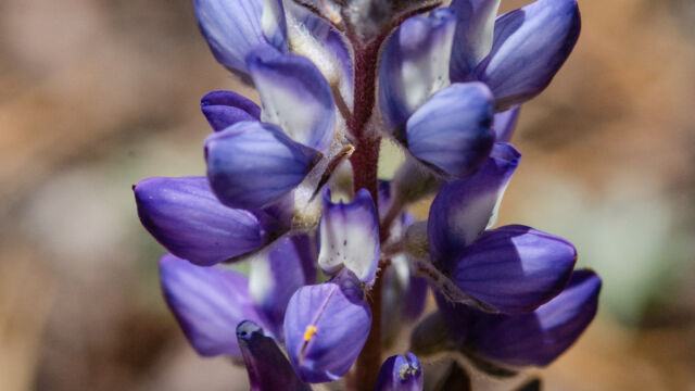 Lupinus obtusilobus Satin lupine, Lupinus obtusilobus