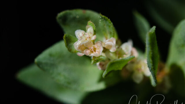 Aconogonon davisiae Davis knotweed, Aconogonon davisiae