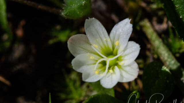Lewisia nevadensis Nevada lewisia, Lewisia nevadensis