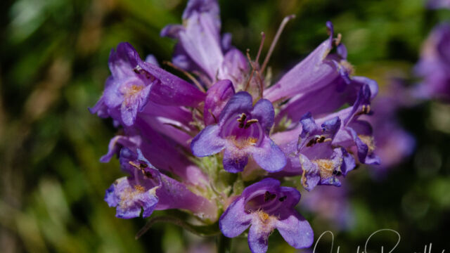 Penstemon rydbergii var. oreocharis Meadow Penstemon, Penstemon rydbergii var. oreocharis
