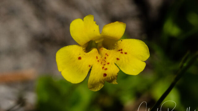 Erythranthe inodora Musk monkeyflower, Erythranthe inodora