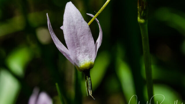 Primula tetrandra Alpine shooting star, Primula tetrandra