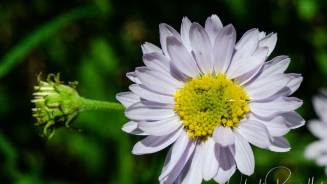 Erigeron glacialis var. glacialis Wandering fleabane, Erigeron glacialis var. glacialis