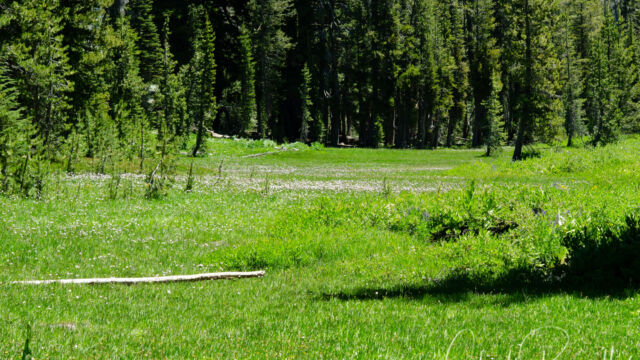 Meadow that runs alongside the picnic area King Creek picnic area