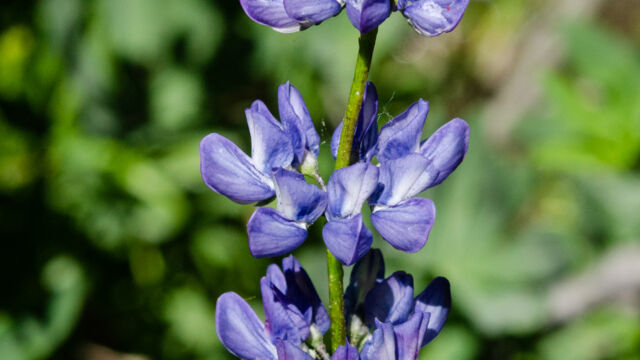 Lupinus polyphyllus var. burkei Large leaved lupine, Lupinus polyphyllus var. burkei
