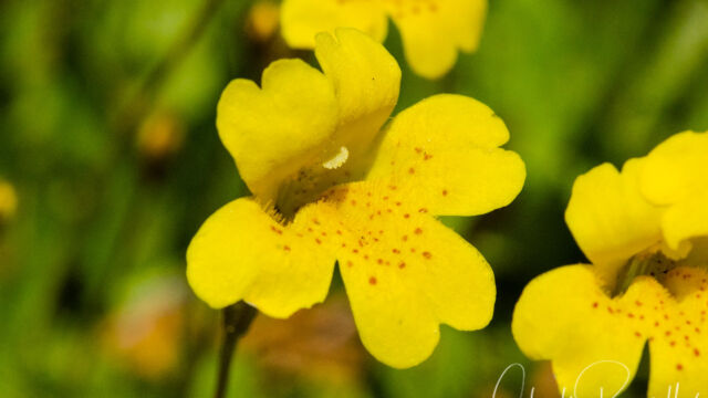 Erythranthe primuloides Primrose monkeyflower, Erythranthe primuloides