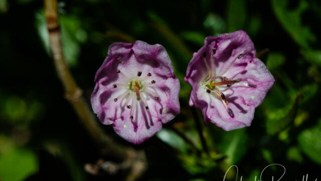 Kalmia polifolia Bog laurel, Kalmia polifolia