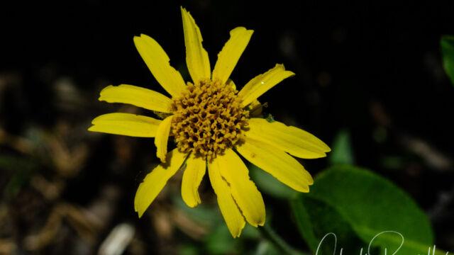 Arnica mollis Hairy arnica, Arnica mollis
