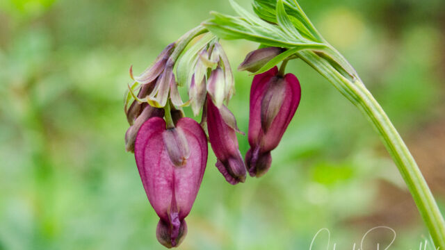 Dicentra formosa Pacific bleeding heart, Dicentra formosa