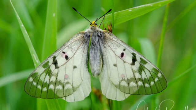 Parnassius clodius Parnassius clodius butterfly