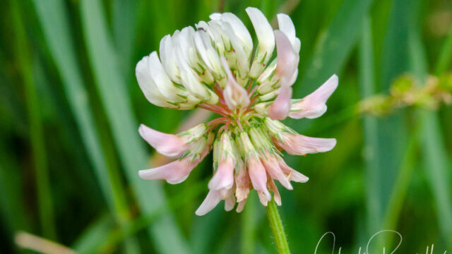Trifolium hybridum Alsike clover, Trifolium hybridum