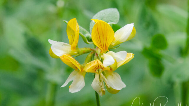 Hosackia oblongifolia var. oblongifolia Narrow leaved lotus, Hosackia oblongifolia var. oblongifolia