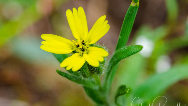 Madia gracilis Gumweed, Madia gracilis