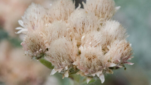 Antennaria spp. Pussytoes, Antennaria spp.