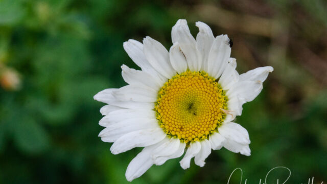 Leucanthemum vulgare Oxeye daisy, Leucanthemum vulgare