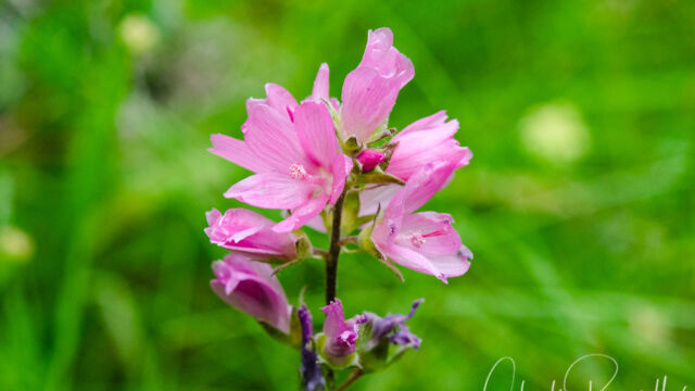 Sidalcea oregana Oregon checkerbloom, Sidalcea oregana