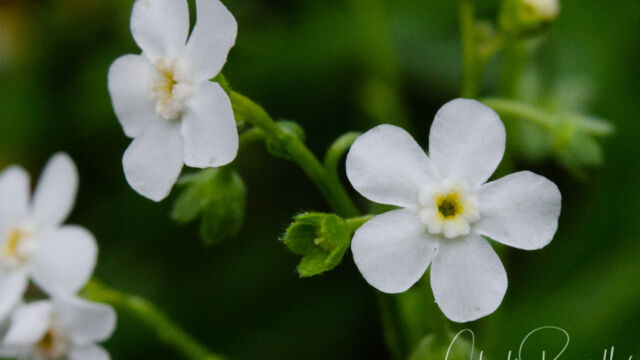 Hackelia californica California stickseed, Hackelia californica