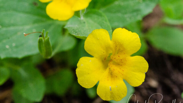 Erythranthe inodora Musk monkeyflower, Erythranthe inodora