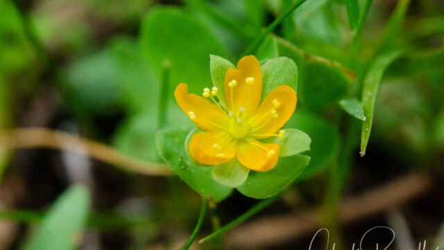 Hypericum anagalloides Tinker's penny, Hypericum anagalloides