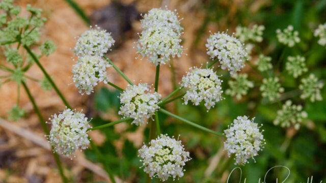 Ligusticum grayi (not sure on ID of this one) Gray's lovage, Ligusticum grayi