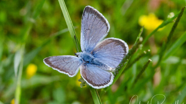 Glaucopsyche lygdamus Silvery Blue, Glaucopsyche lygdamus