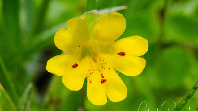 Erythranthe primuloides Primrose monkeyflower, Erythranthe primuloides