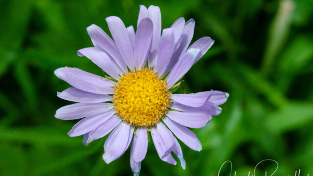 Erigeron glacialis var. glacialis Wandering fleabane, Erigeron glacialis var. glacialis