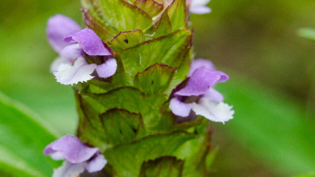 Prunella vulgaris var. lanceolata Lance leaf self heal, Prunella vulgaris var. lanceolata
