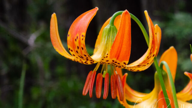Lilium pardalinum ssp. pardalinum Leopard lily, Lilium pardalinum ssp. pardalinum