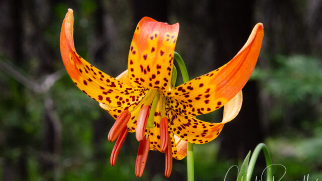 Lilium pardalinum ssp. pardalinum Leopard lily, Lilium pardalinum ssp. pardalinum
