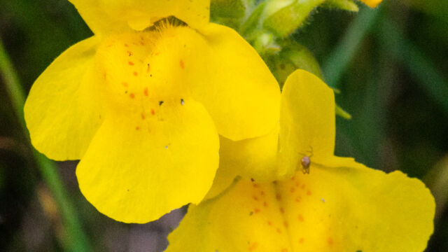 Erythranthe guttata Seep monkey flower,Erythranthe guttata