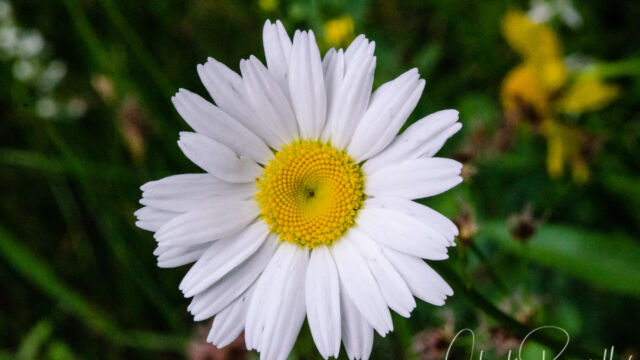 Leucanthemum vulgare Oxeye daisy, Leucanthemum vulgare
