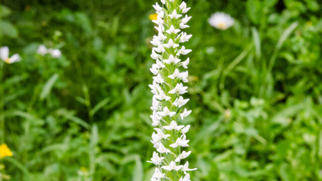 Platanthera dilatata var. leucostachys Sierra bog orchid, Platanthera dilatata var. leucostachys