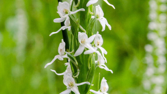 Platanthera dilatata var. leucostachys Sierra bog orchid, Platanthera dilatata var. leucostachys