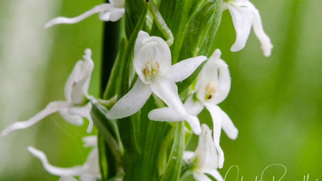 Platanthera dilatata var. leucostachys Sierra bog orchid, Platanthera dilatata var. leucostachys