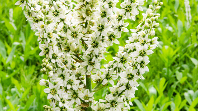 Veratrum californicum var. californicum California corn lily, Veratrum californicum var. californicum
