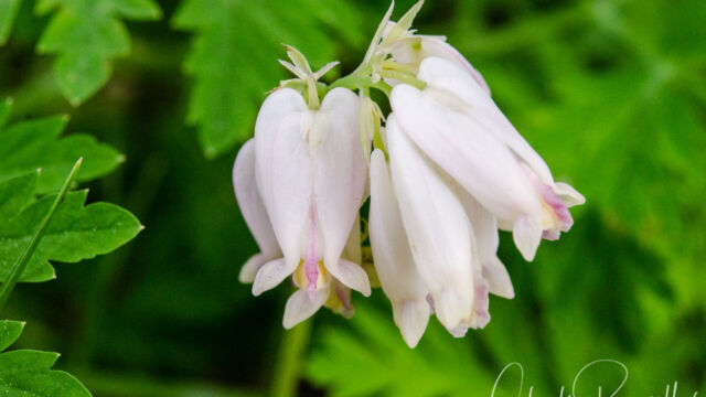 Dicentra formosa, very pale version Pacific bleeding heart, Dicentra formosa