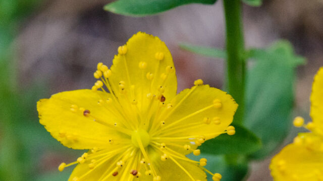 Hypericum scouleri Scouler's st john's wort, Hypericum scouleri