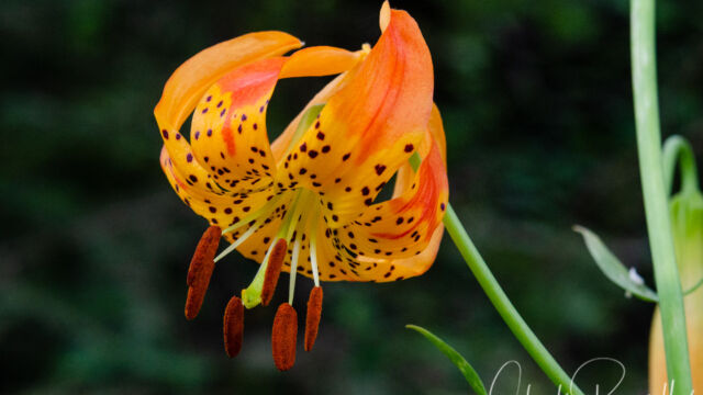 Lilium pardalinum ssp. pardalinum Leopard lily, Lilium pardalinum ssp. pardalinum