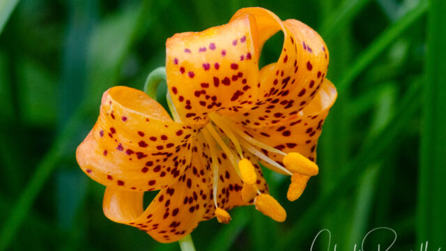Lilium pardalinum ssp. shastense Shasta lily, Lilium pardalinum ssp. shastense