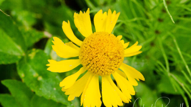 Helenium bigelovii Bigelow's sneezeweed, Helenium bigelovii