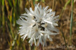 Achyrachaena mollis. Seed head Blow Wives, Achyrachaena mollis
