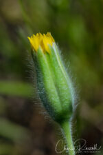 Achyrachaena mollis. Blow wives, Achyrachaena mollis