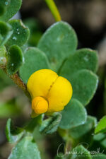 Acmispon wrangelianus Chilean Trefoil, Acmispon wrangelianus